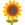 sonnenblume